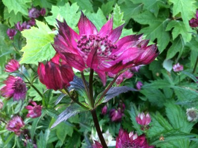 Astrantia 'Gill Richardson' - medium image 3