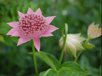 Astrantia maxima - medium image 3