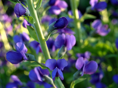 Baptisia australis - medium image 3