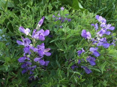 Baptisia minor - medium image 3