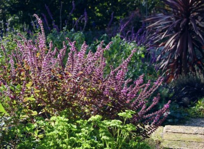 Basil 'African Blue' - medium image 3