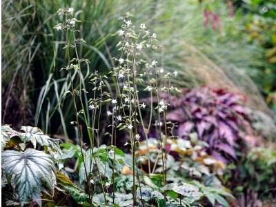Beesia calthifolia - medium image 3