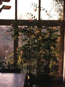 Begonia albopicta 'Rosea' - medium image 3