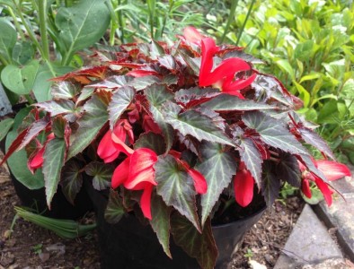 Begonia 'Dark Elegance' - medium image 3