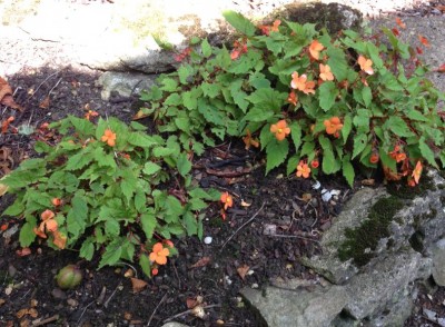 Begonia sutherlandii - medium image 3
