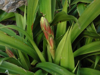 Beschorneria septentrionalis - medium image 3