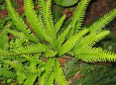 Blechnum spicant AGM - medium image 3