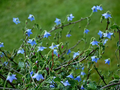 Borago pygmaea - medium image 3