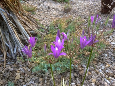 Brodiaea californica - medium image 3