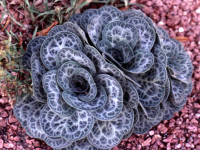 Bukiniczia cabulica - medium image 3