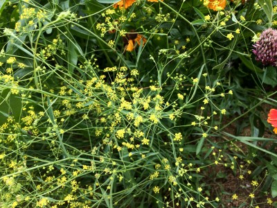 Bupleurum falcatum - medium image 3