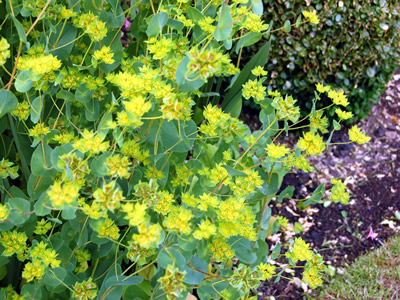 Bupleurum griffithii - medium image 3