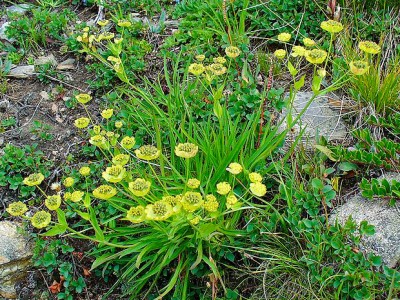 Bupleurum ranunculoides - medium image 3