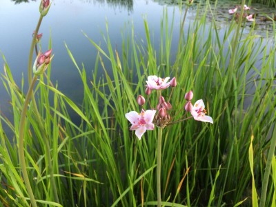 Butomus umbellatus - medium image 3