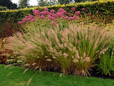 Calamagrostis brachytricha - medium image 3