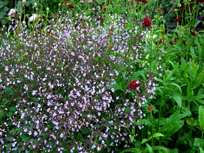 Calamintha nepeta 'Blue Cloud' - medium image 3
