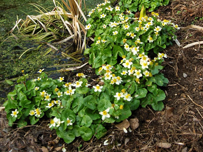 Caltha palustris 'Alba' - medium image 3