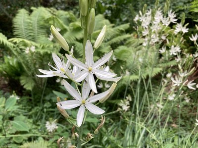 Camassia leichtlinii 'Alba' - medium image 3