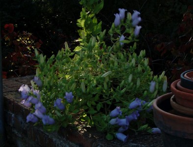 Campanula incurva - medium image 3