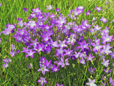 Campanula patula - medium image 3