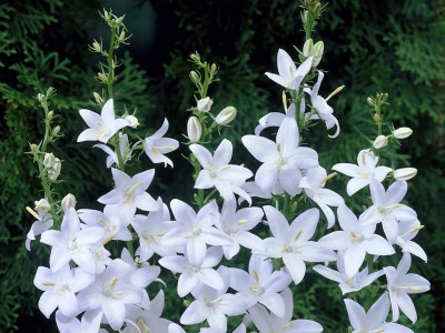 Campanula pyramidalis 'Alba' - medium image 3