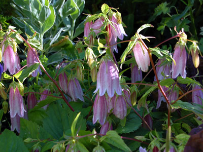 Campanula takesimana - medium image 3
