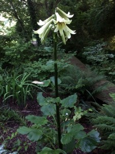 Cardiocrinum giganteum - medium image 3