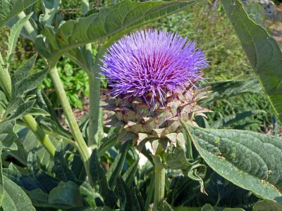 Cardoon - medium image 3
