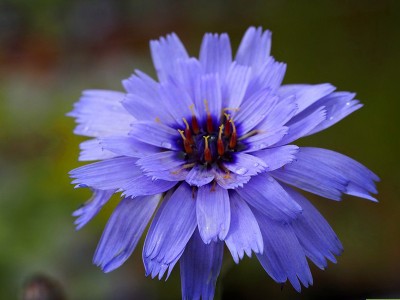 Catananche caerulea - medium image 3