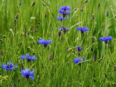 Centaurea cyanus - medium image 3