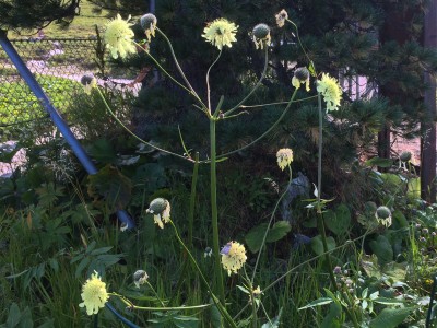 Cephalaria gigantea - medium image 3