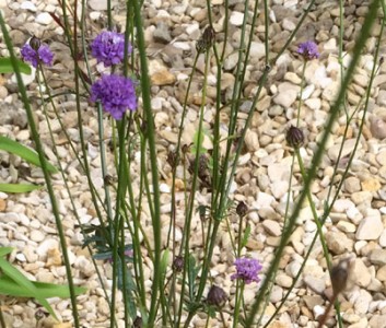 Cephalaria transylvanica - medium image 3