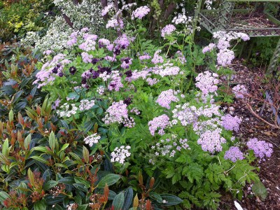 Chaerophyllum hirsutum 'Roseum' - medium image 3