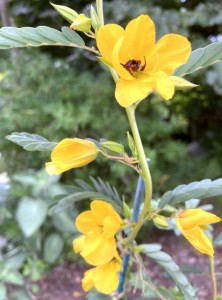 Chamaecrista fasciculata - medium image 3