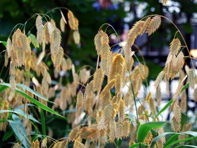 Chasmanthium latifolium - medium image 3