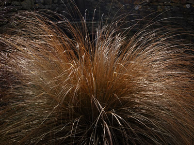 Chionochloa rubra - medium image 3