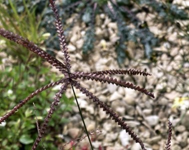 Chloris dolichostachya - medium image 3