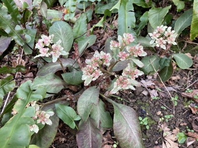 Chrysosplenium macrophyllum - medium image 3