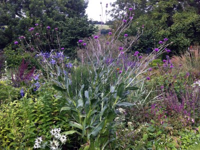 Cirsium canum - medium image 3