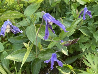 Clematis integrifolia 'Blue Ribbons' - medium image 3