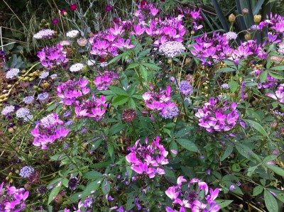 Cleome 'Senorita Rosalita' - medium image 3