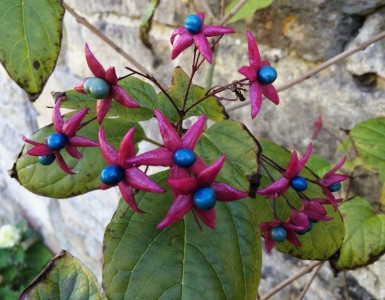 Clerodendrum trichotomum AGM - medium image 3