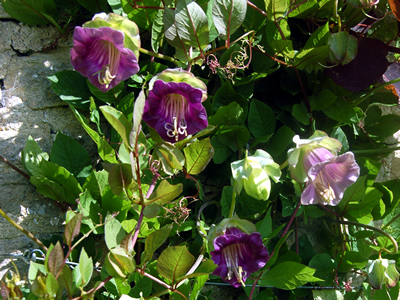 Cobaea scandens - medium image 3