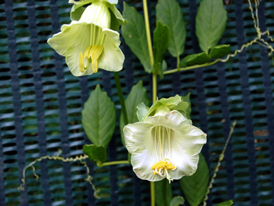 Cobaea scandens alba - medium image 3