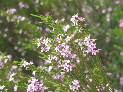 Coleonema pulchellum - medium image 3