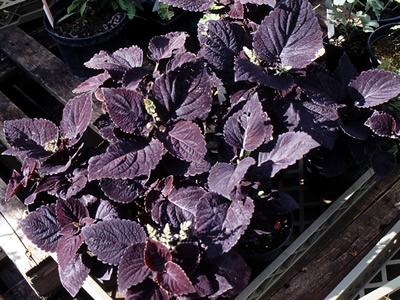 Coleus 'Palisandra' - medium image 3