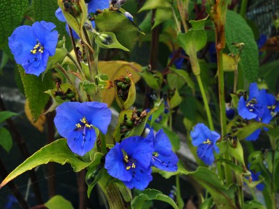 Commelina coelestis - medium image 3