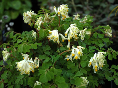Corydalis ochroleuca - medium image 3