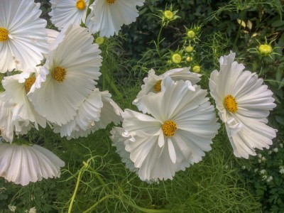 Cosmos bipinnatus 'Cupcakes White' - medium image 3