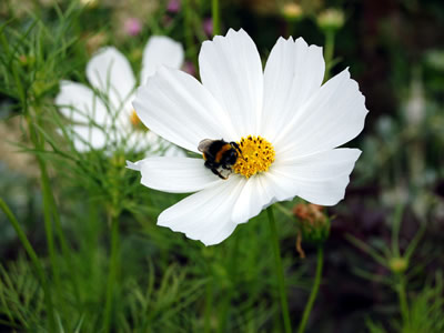 Cosmos bipinnatus 'Purity' - medium image 3
